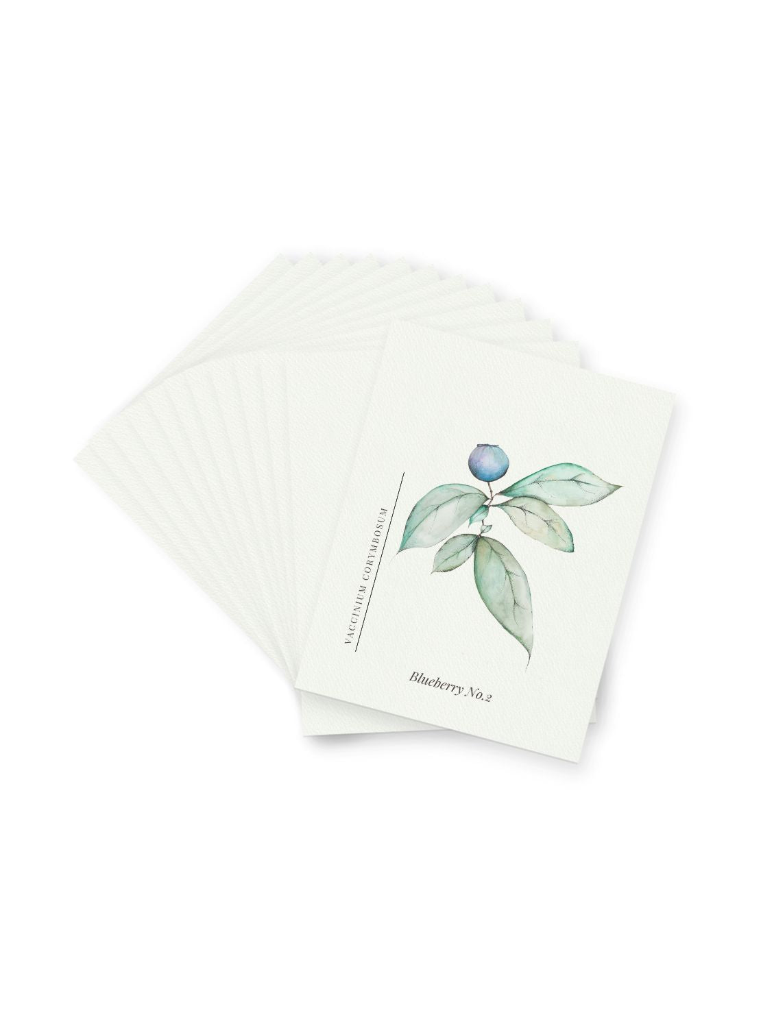 Blueberry Notecards