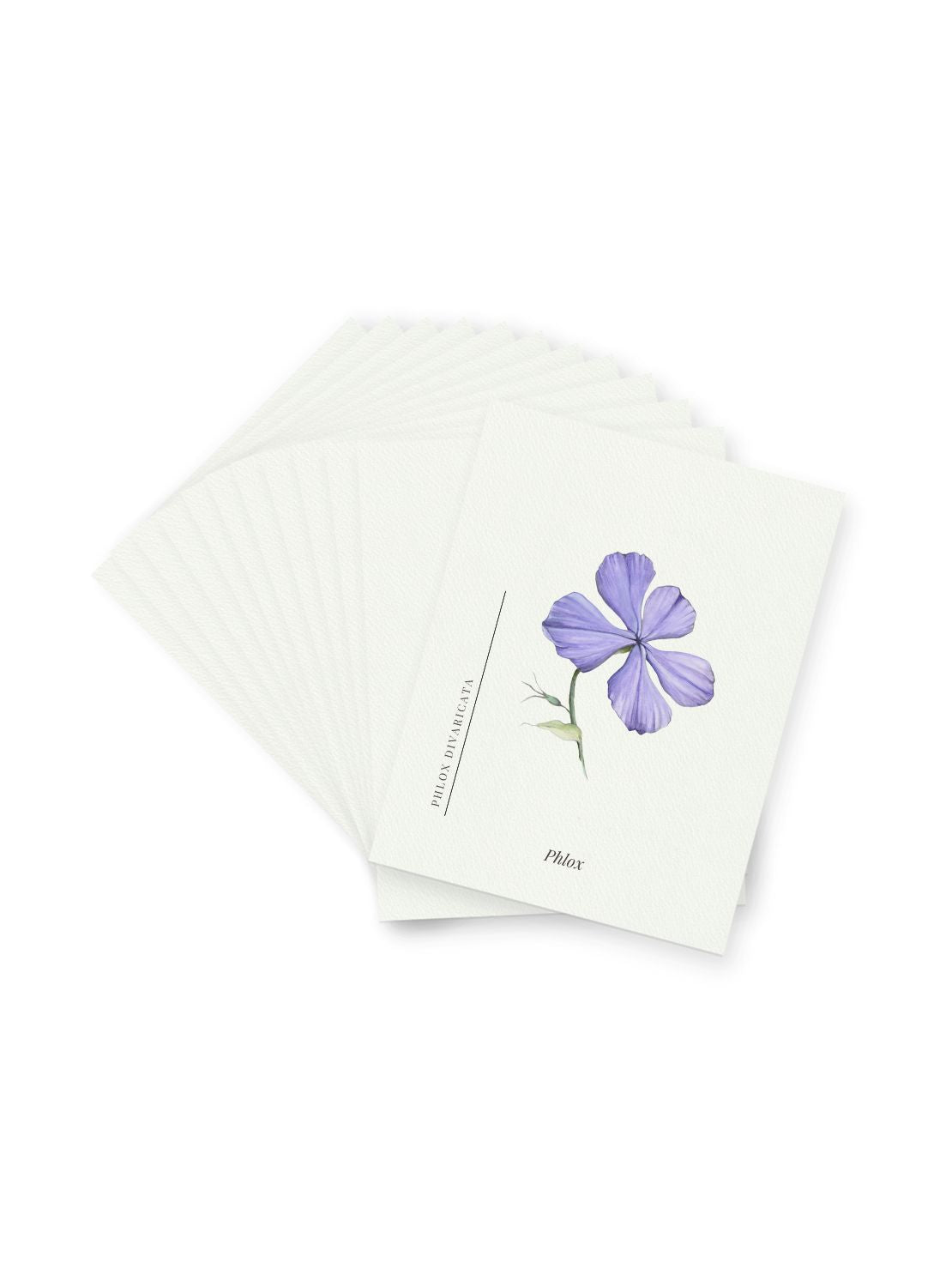 Purple Phlox Notecards