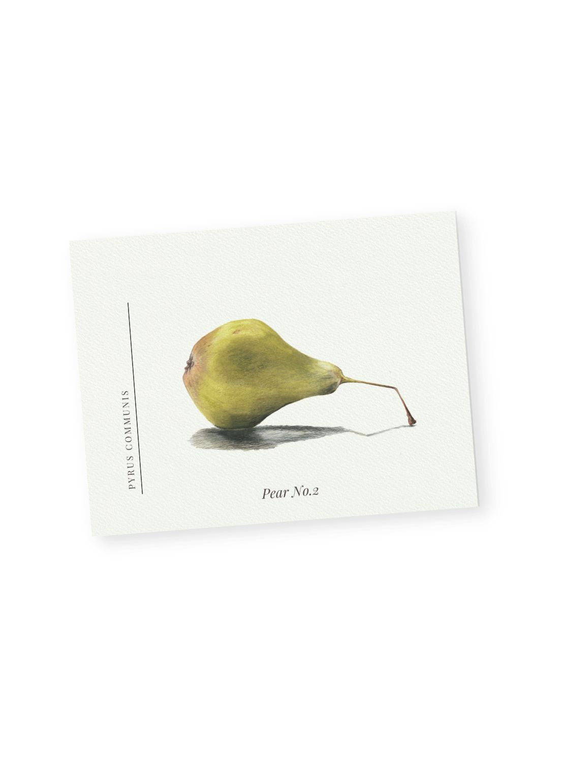 Botanical Collection Notecards