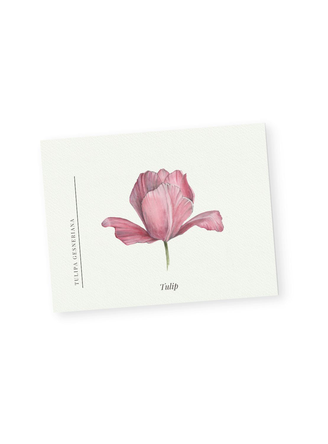 Pink Tulip Notecards