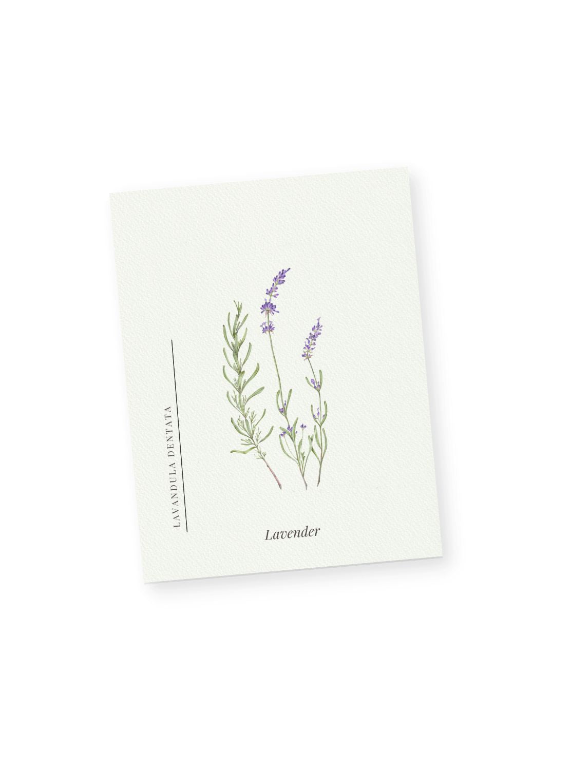 Lavender Notecards