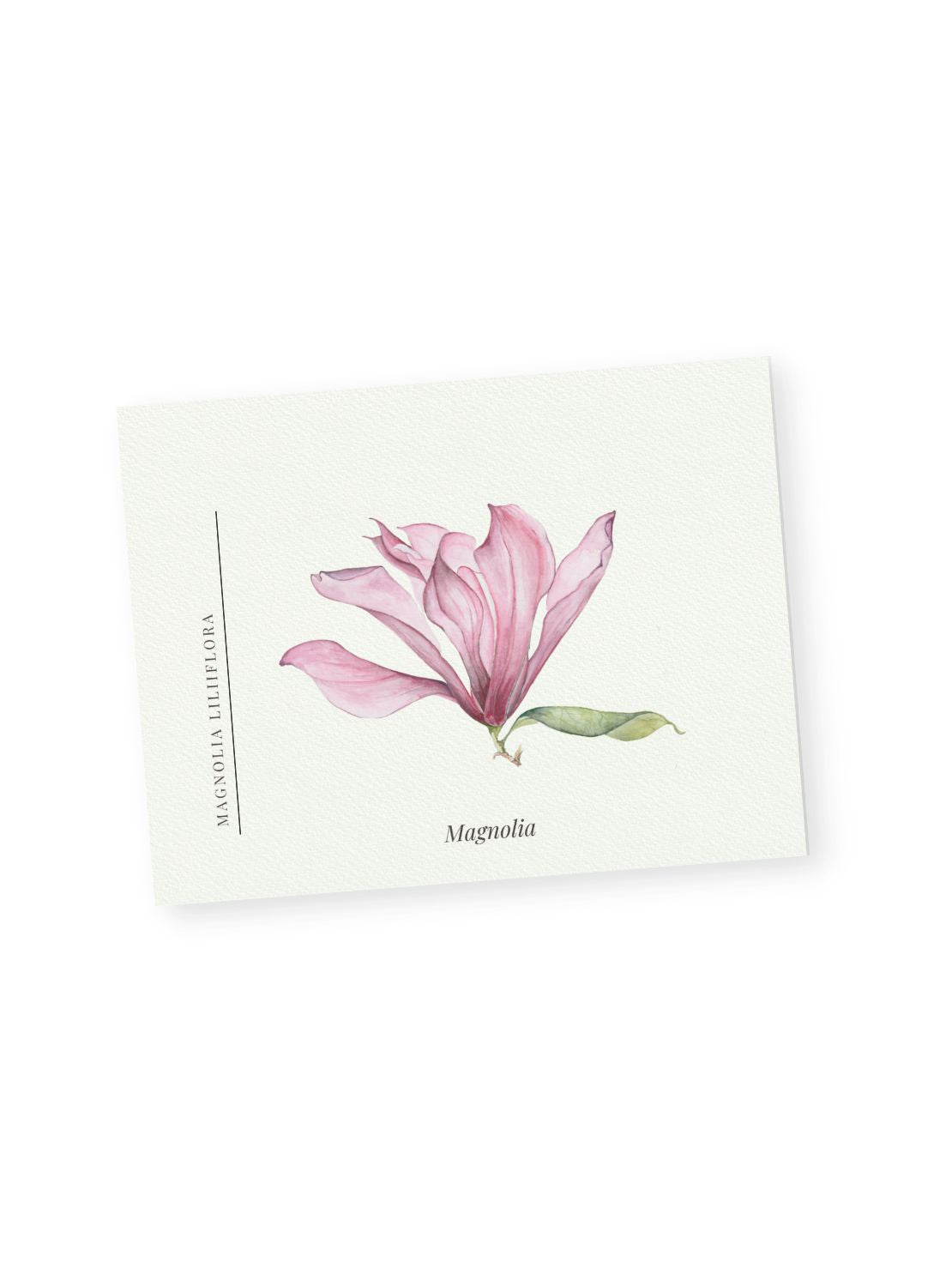 Pink Magnolia Notecards