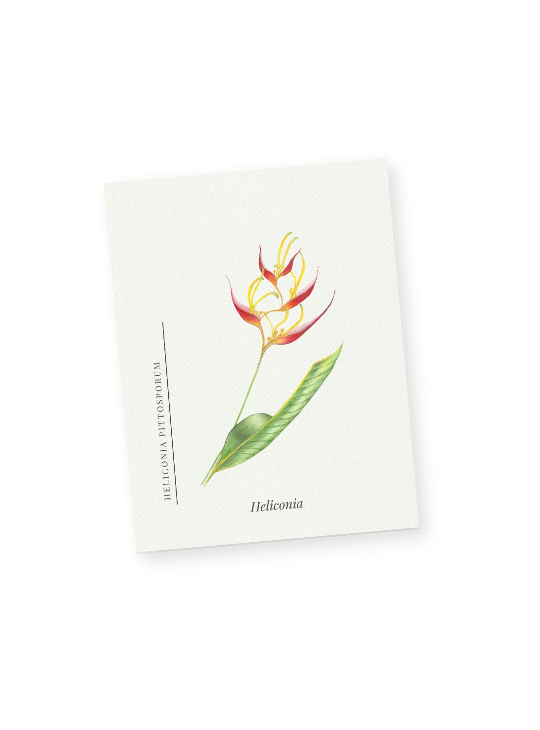 Heliconia Notecards