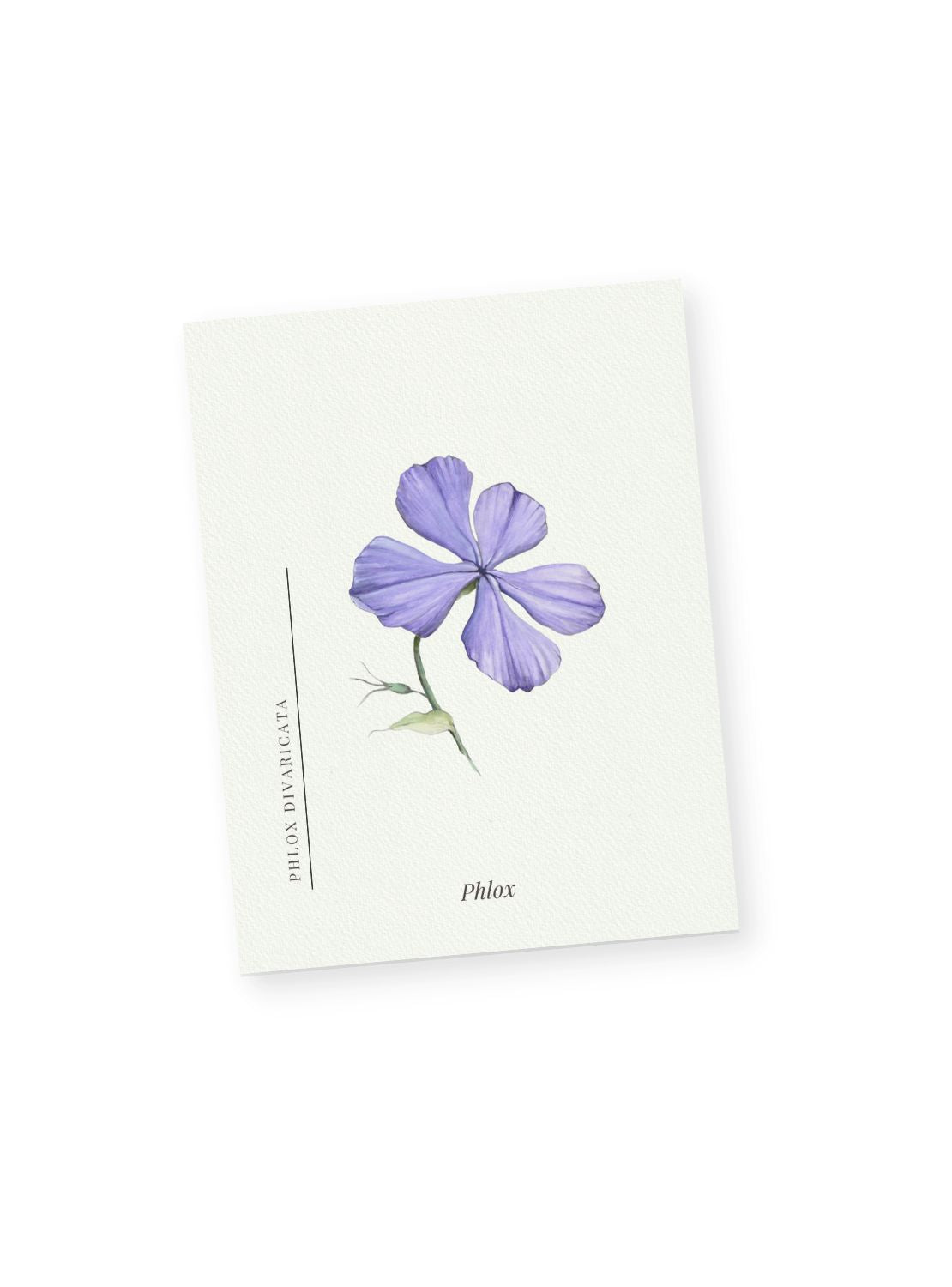Purple Phlox Notecards