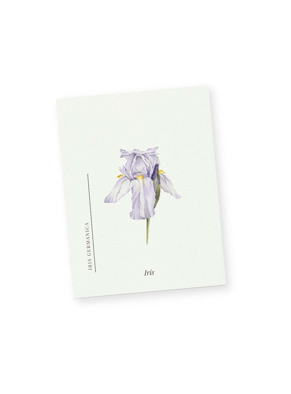 Purple Iris Notecards