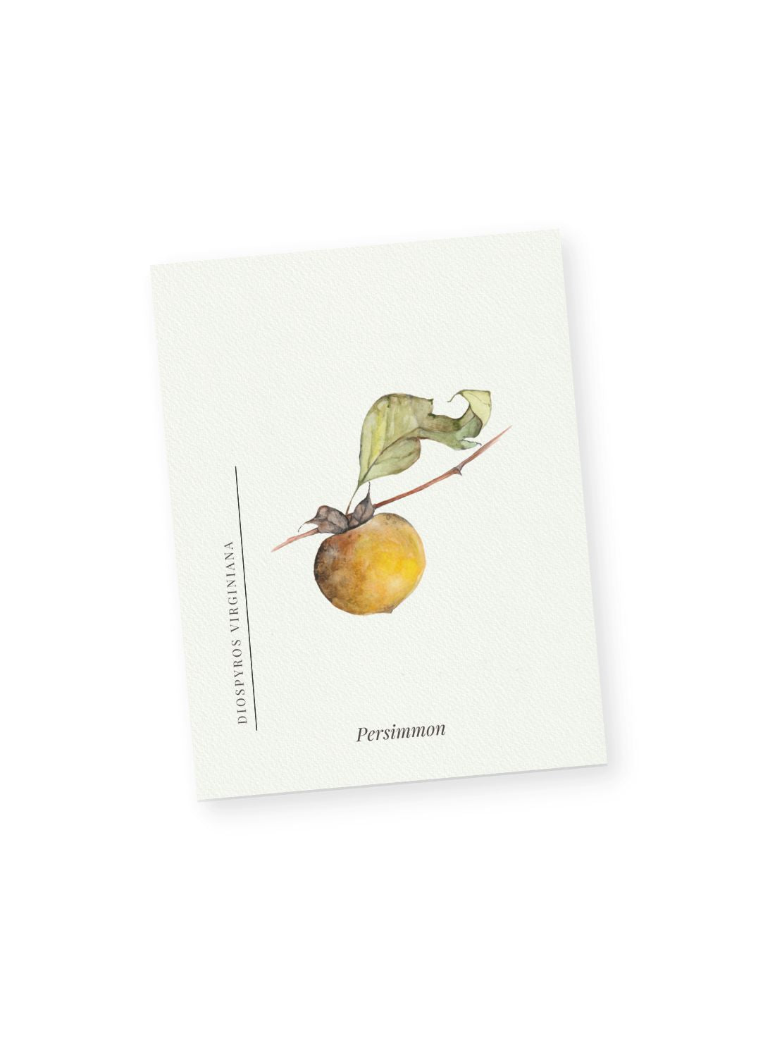 Persimmon Notecards