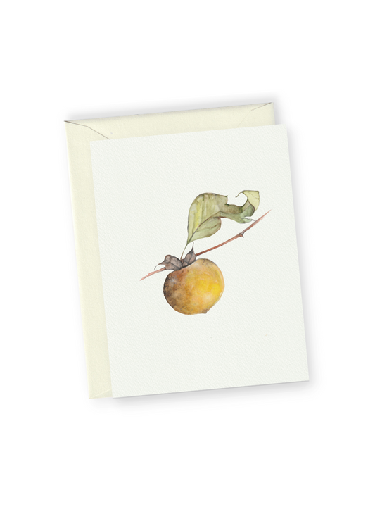 Persimmon Greeting Card Bundle