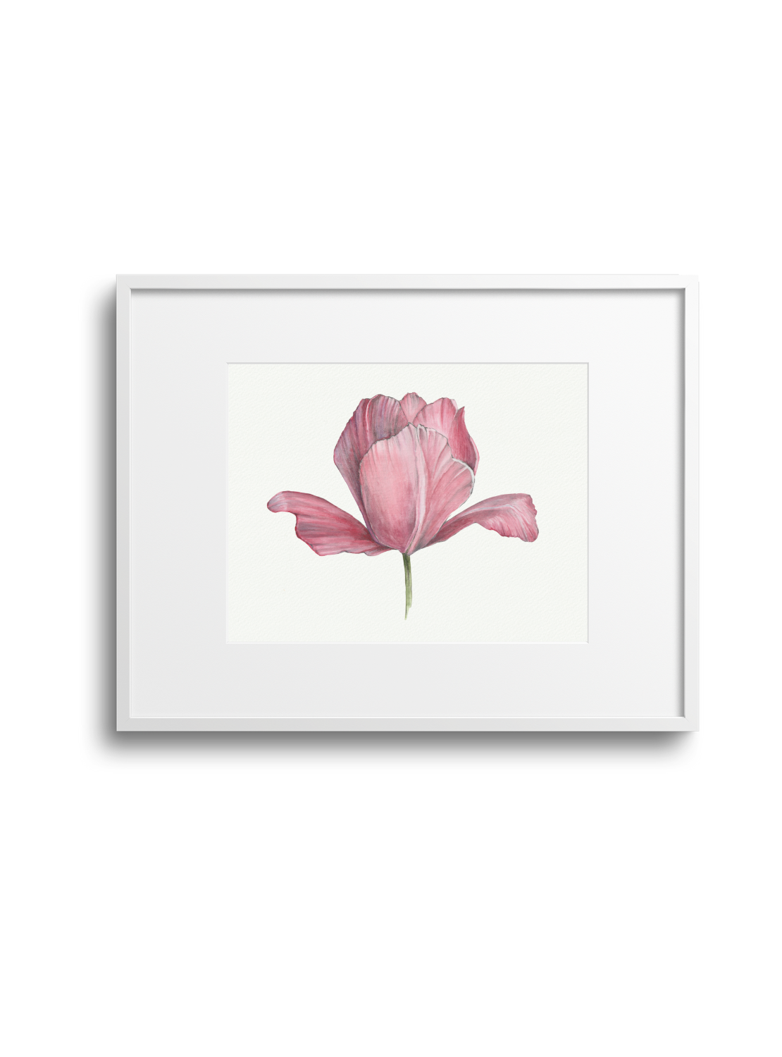 Pink Tulip Giclee Print