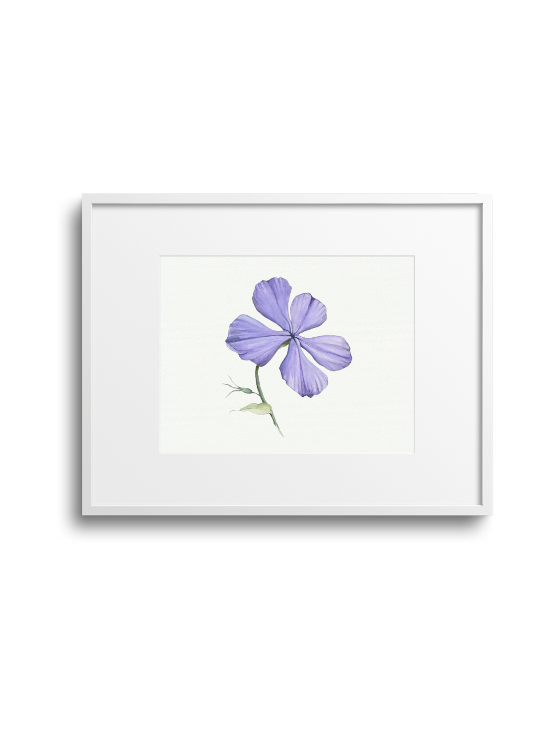 Purple Phlox Giclee Print