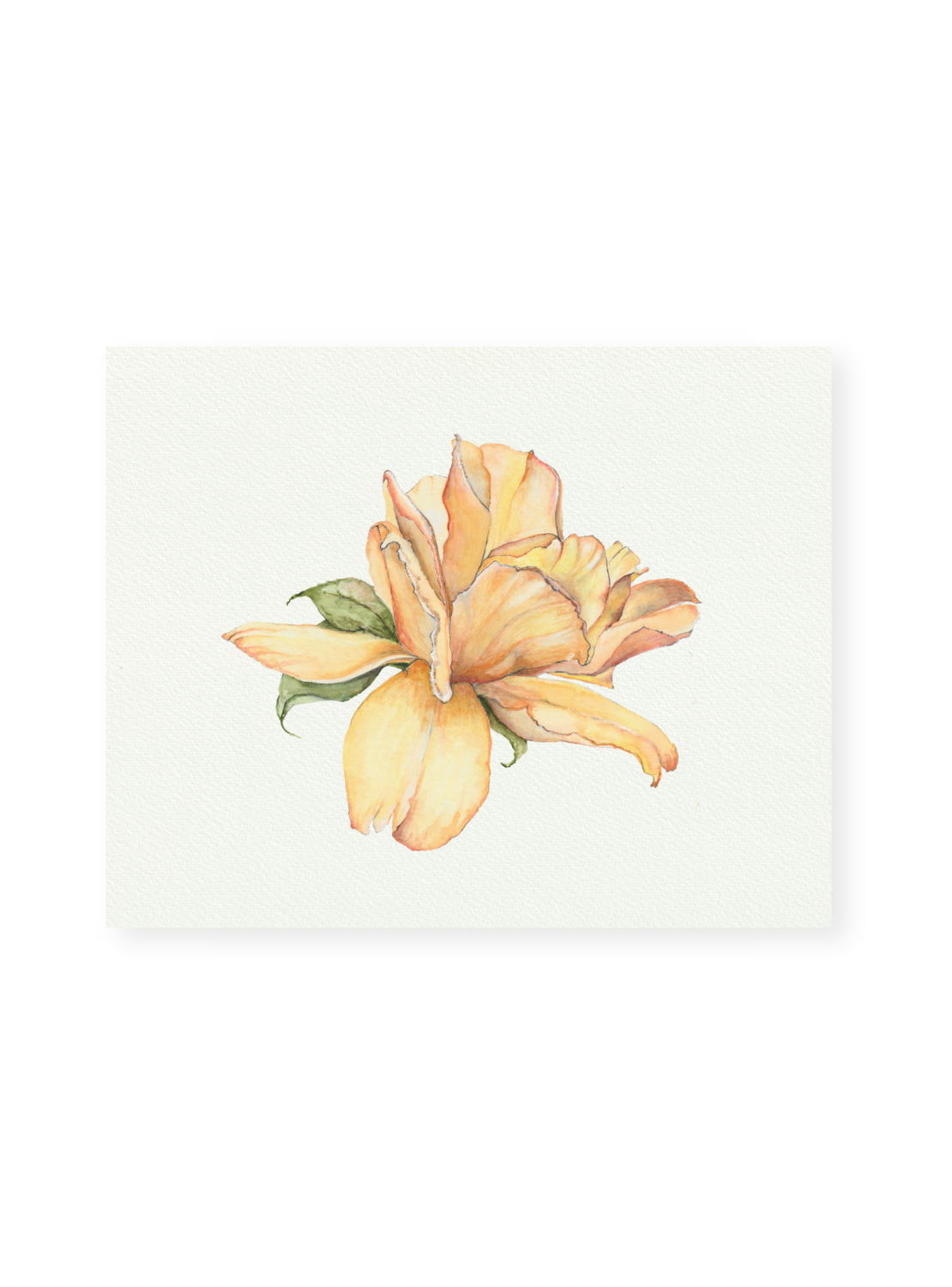 Yellow Rose Giclee Print