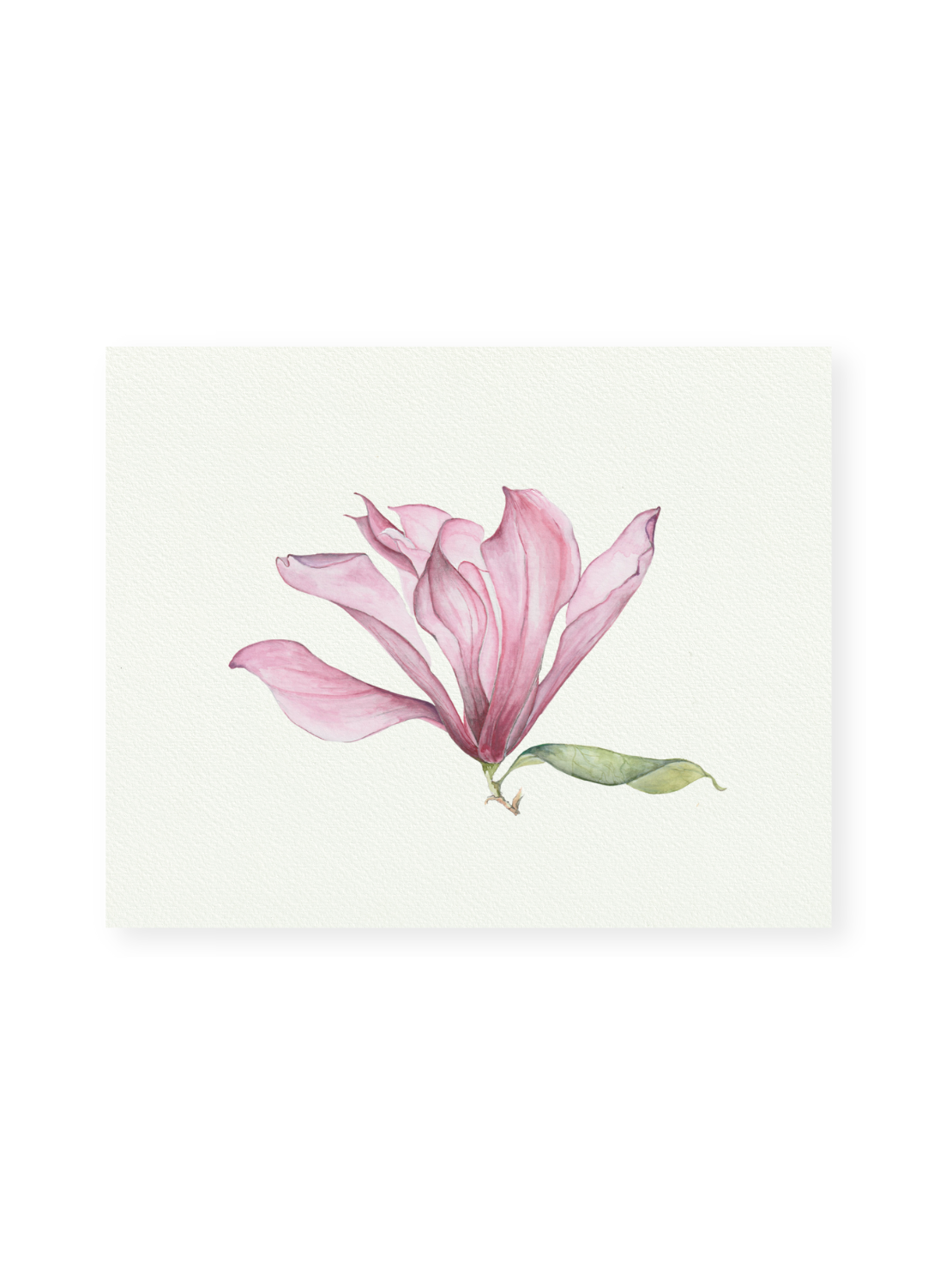 Pink Magnolia Giclee Print