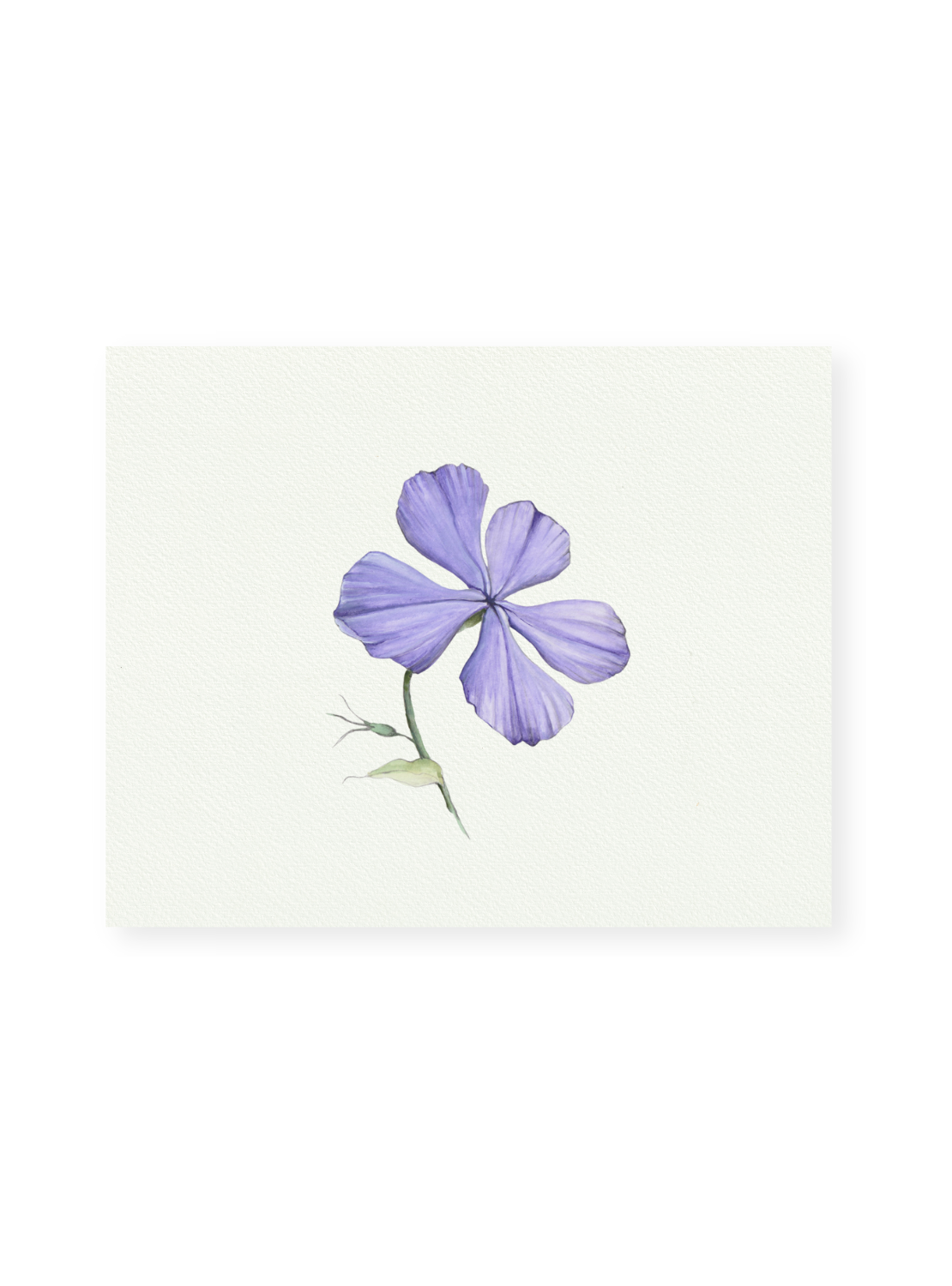 Purple Phlox Giclee Print