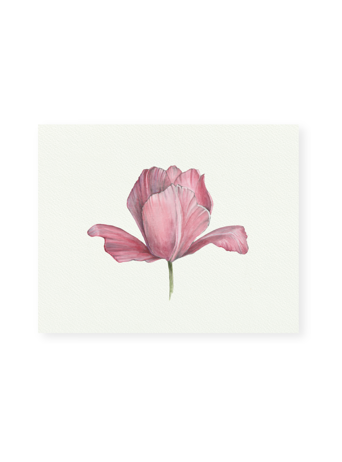 Pink Tulip Giclee Print