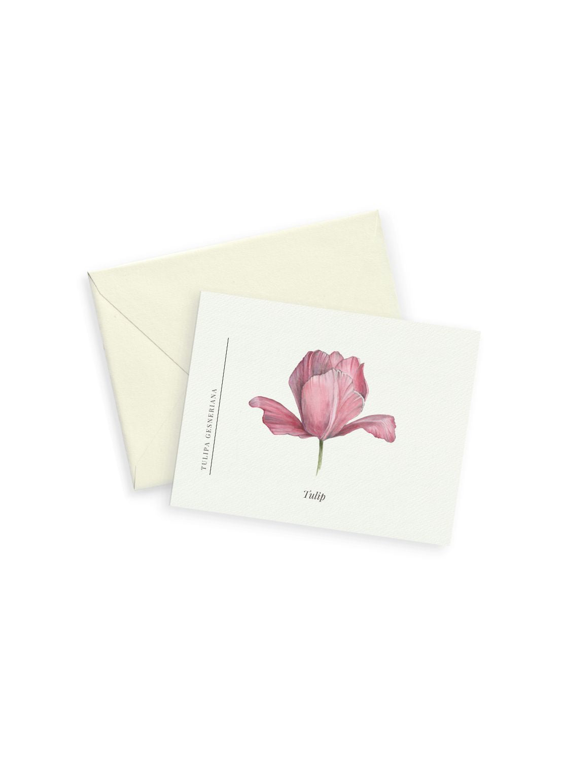 Pink Tulip Notecards