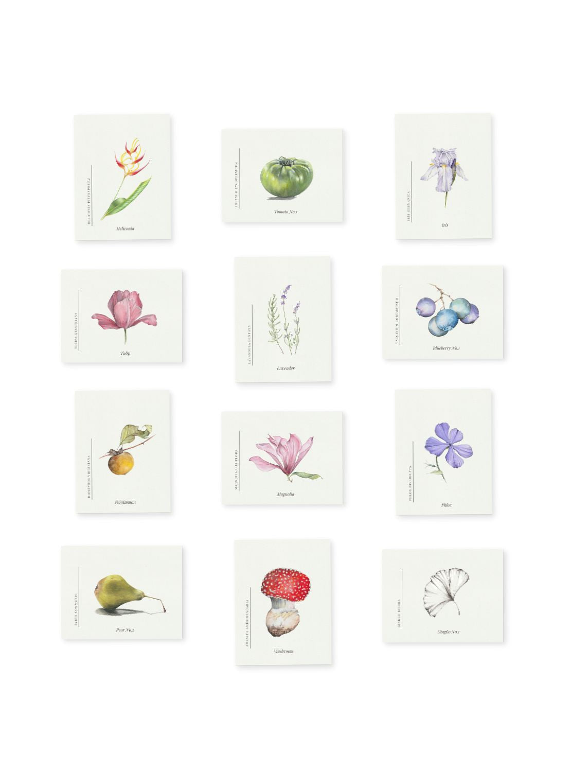 Botanical Collection Notecards