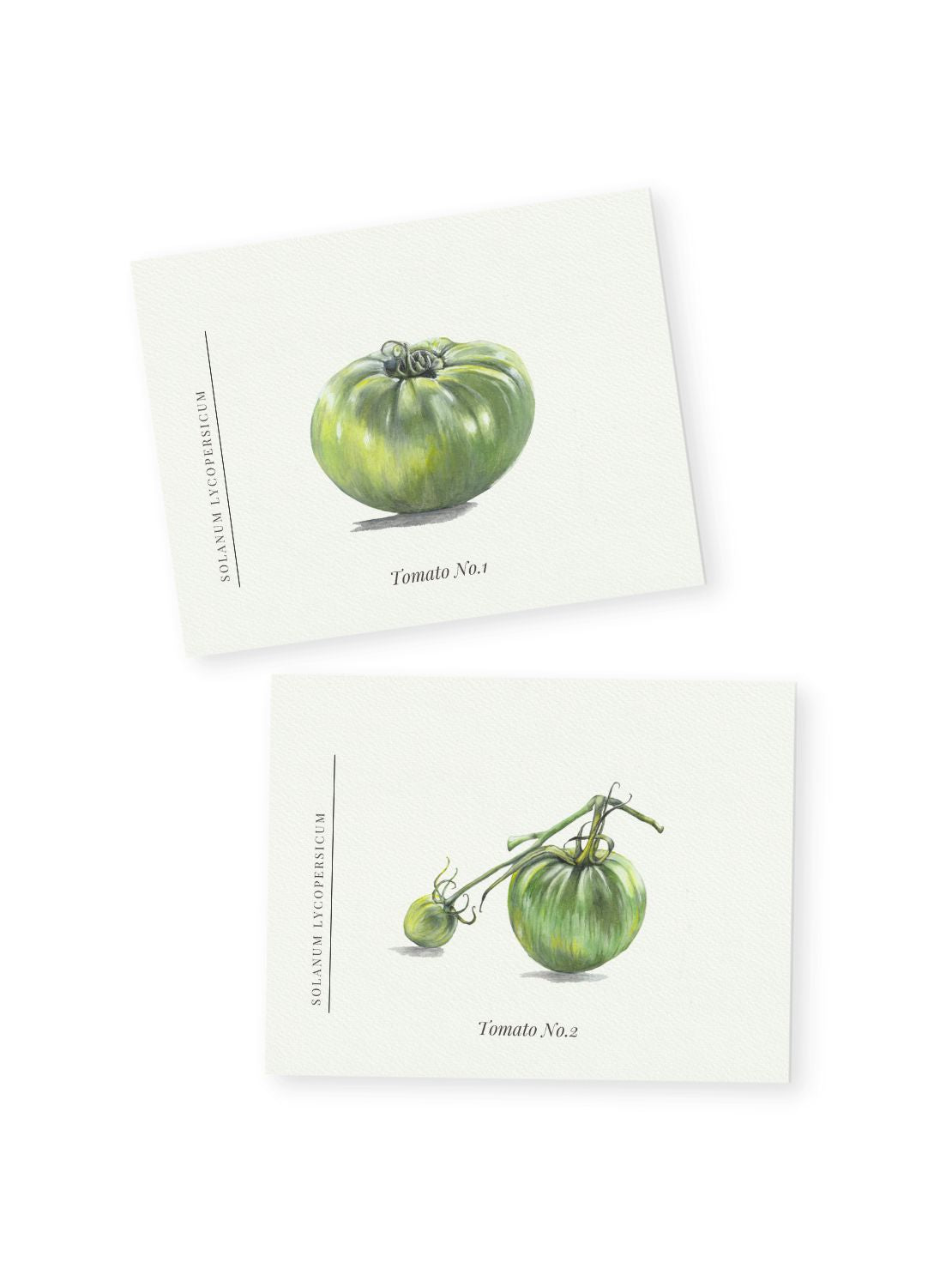 Green Tomato Notecards