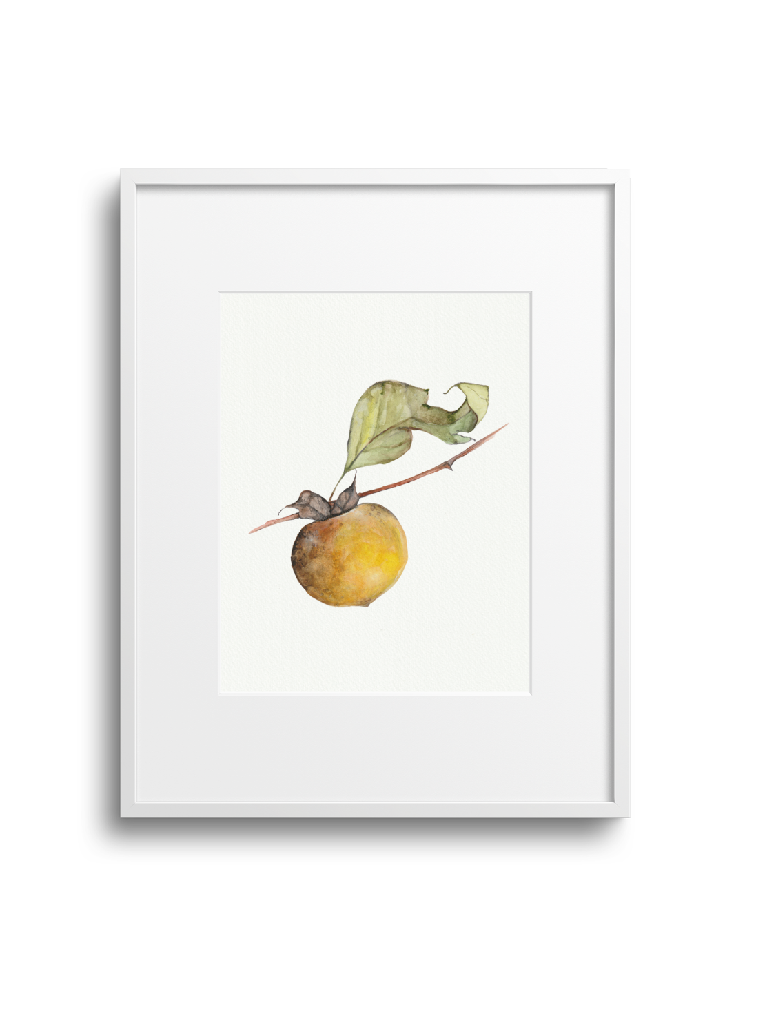 Persimmon Giclee Print