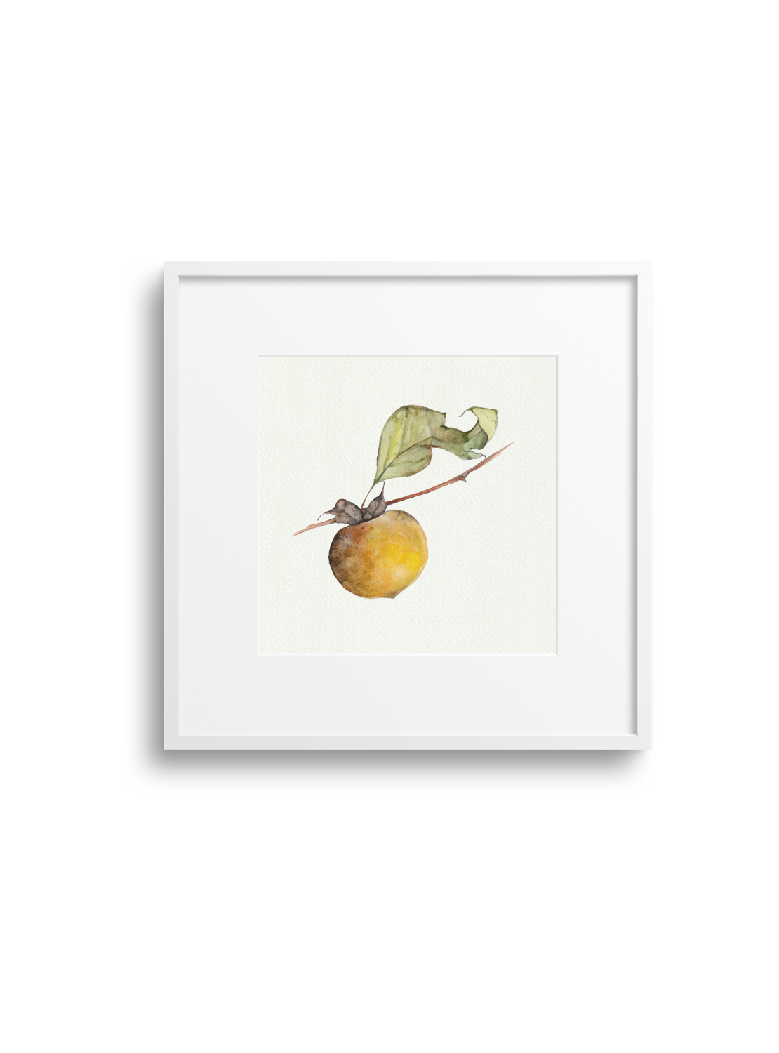 Persimmon Giclee Print