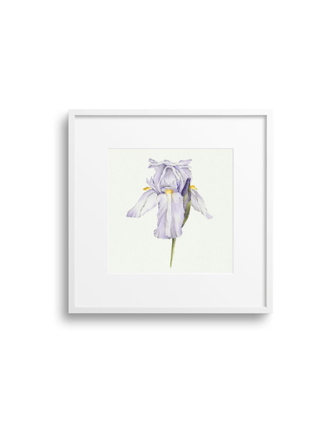 Purple Iris Giclee Print