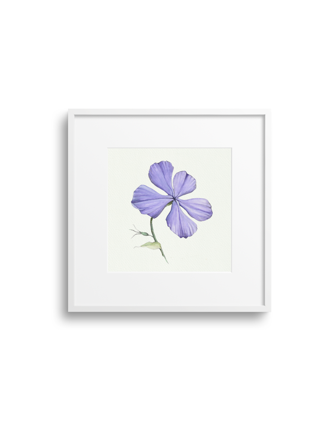 Purple Phlox Giclee Print