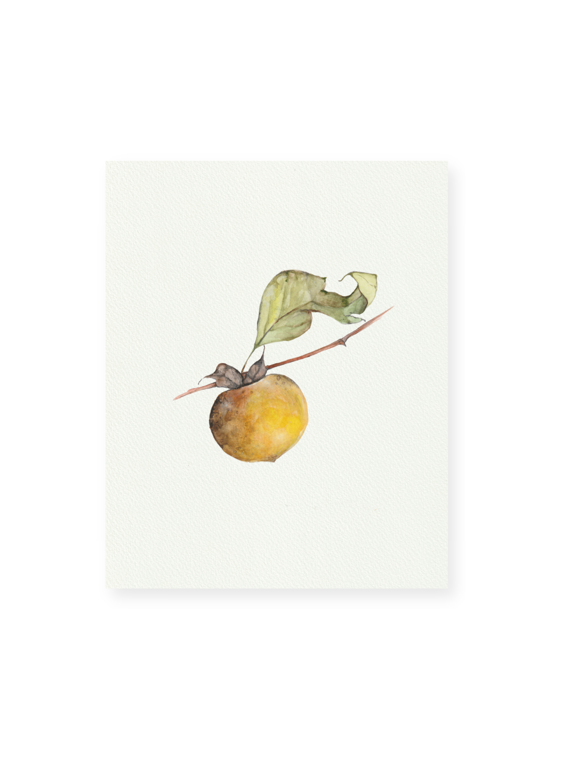 Persimmon Giclee Print