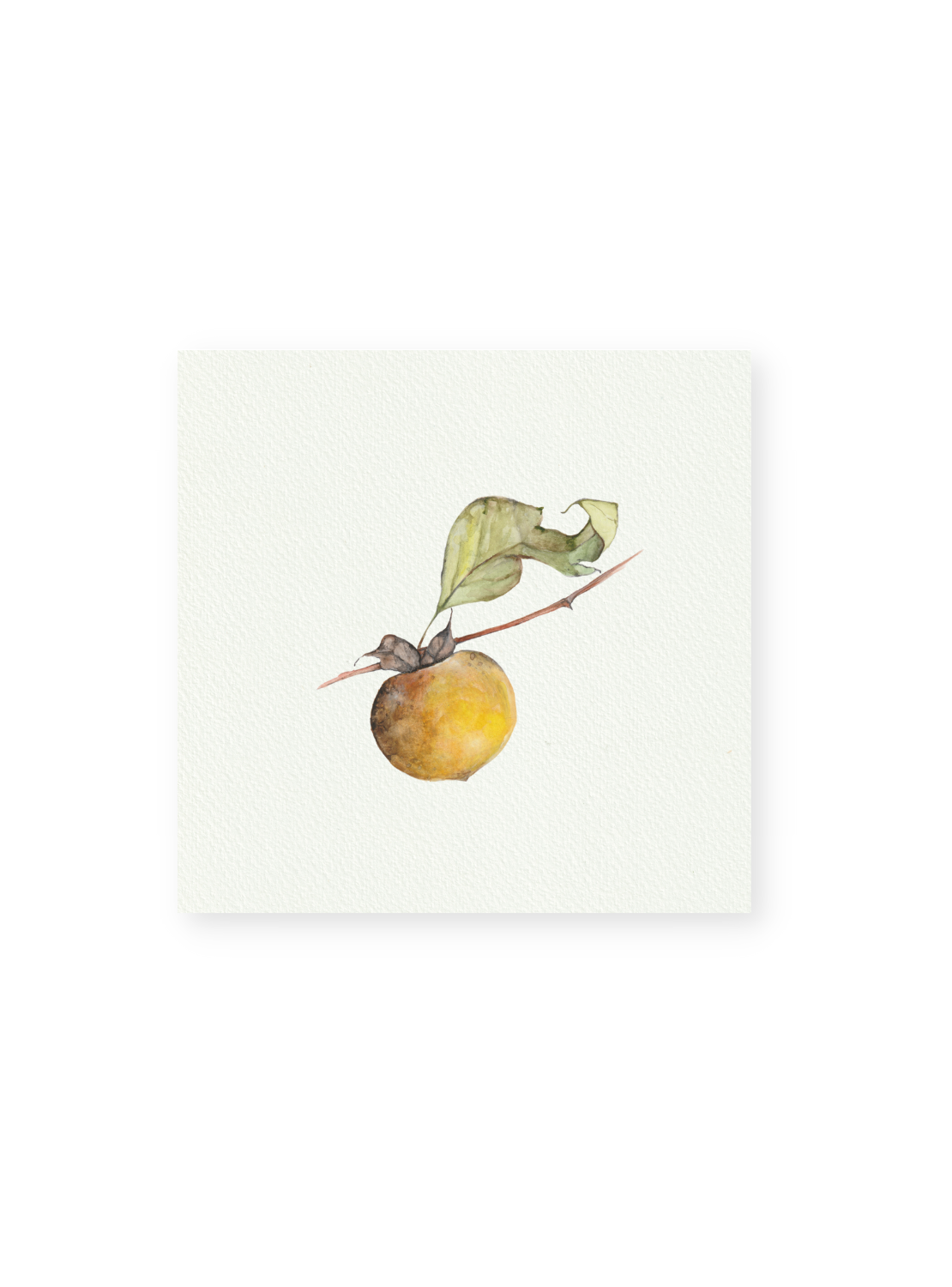 Persimmon Giclee Print