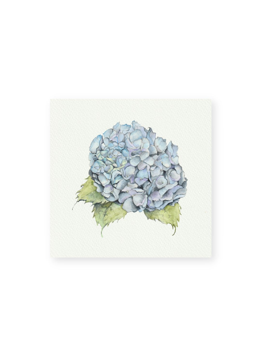 Blue Hydrangea Giclee Print