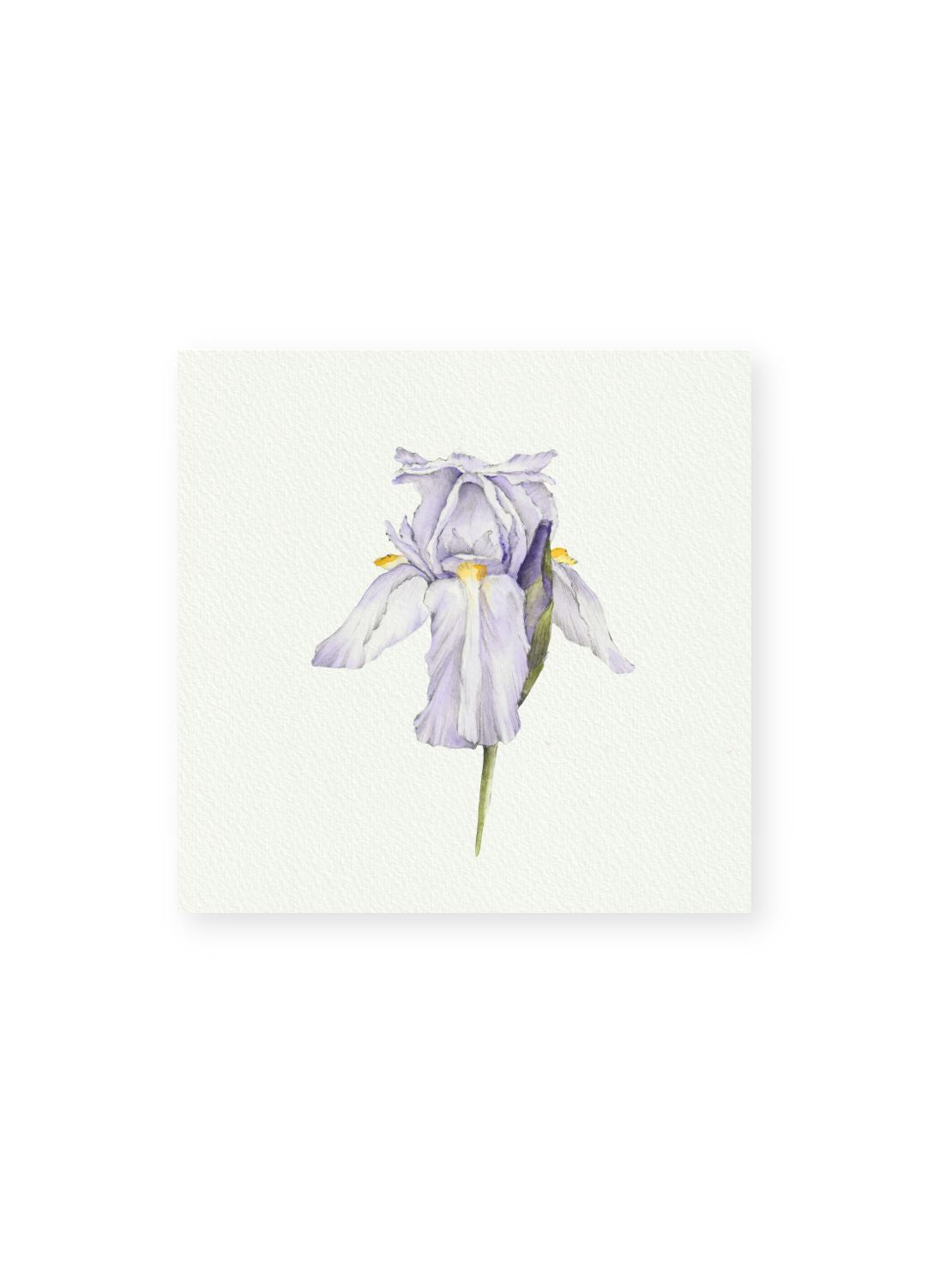 Purple Iris Giclee Print