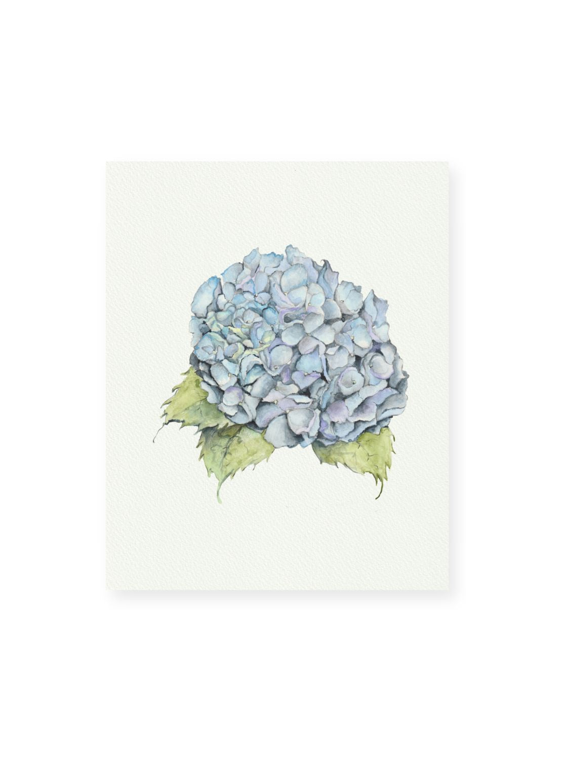 Blue Hydrangea Giclee Print