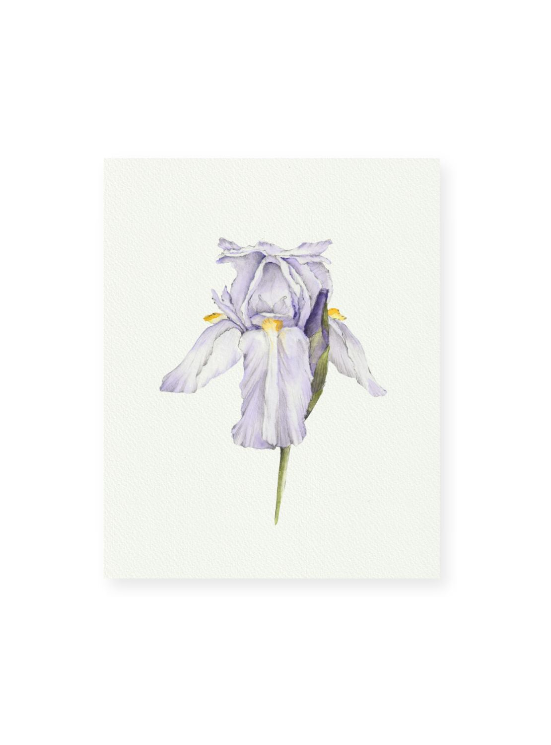 Purple Iris Giclee Print