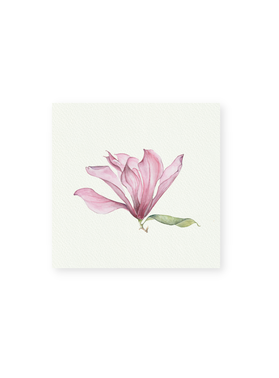 Pink Magnolia Giclee Print