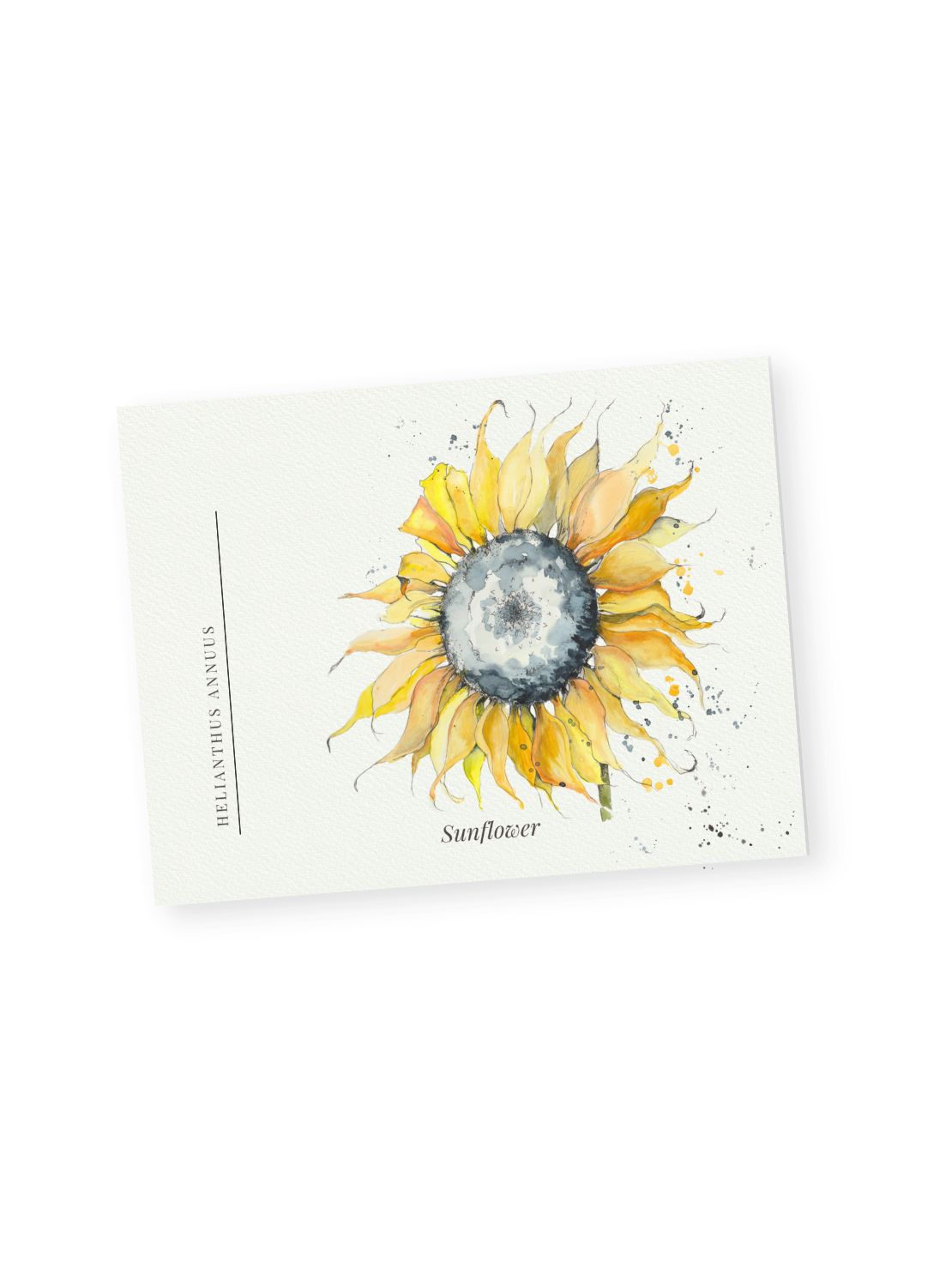 Sunflower Postcards