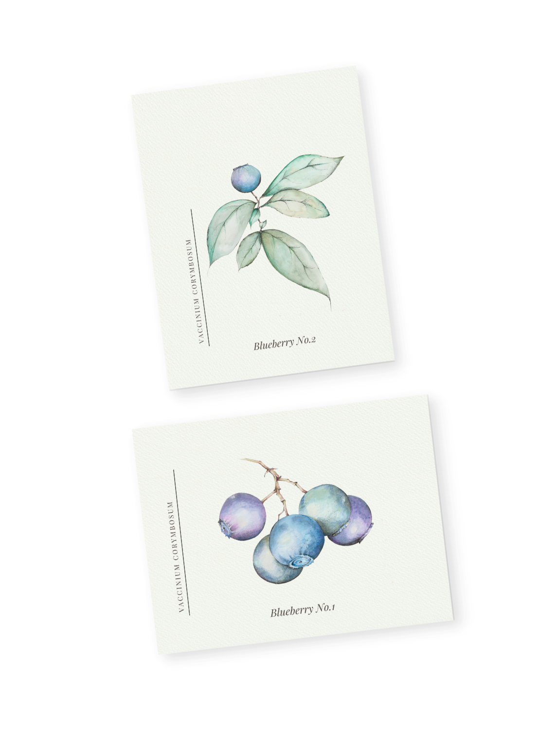 Blueberry Postcards