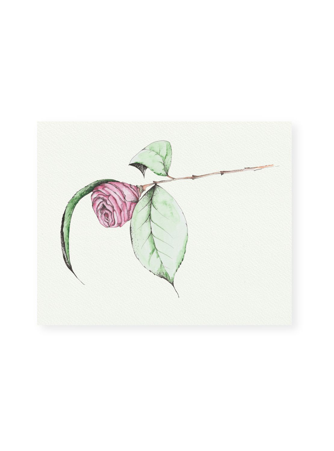 Camellia No.4 Giclee Print