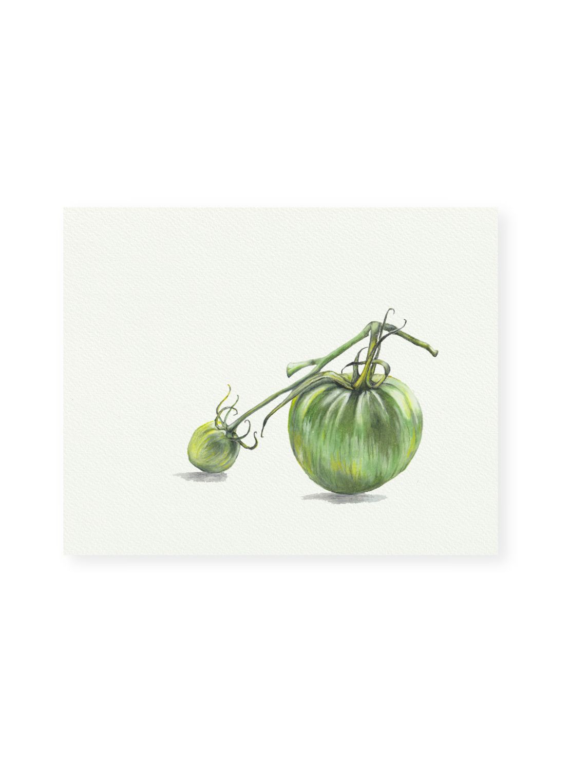 Tomato No.3 Giclee Print