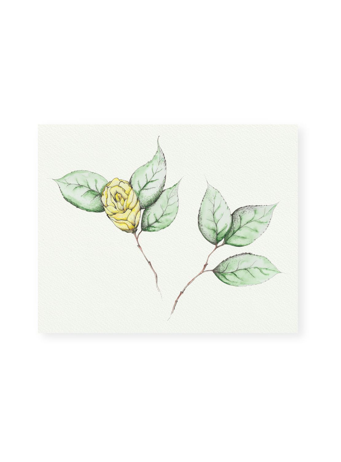 Camellia No.6 Giclee Print