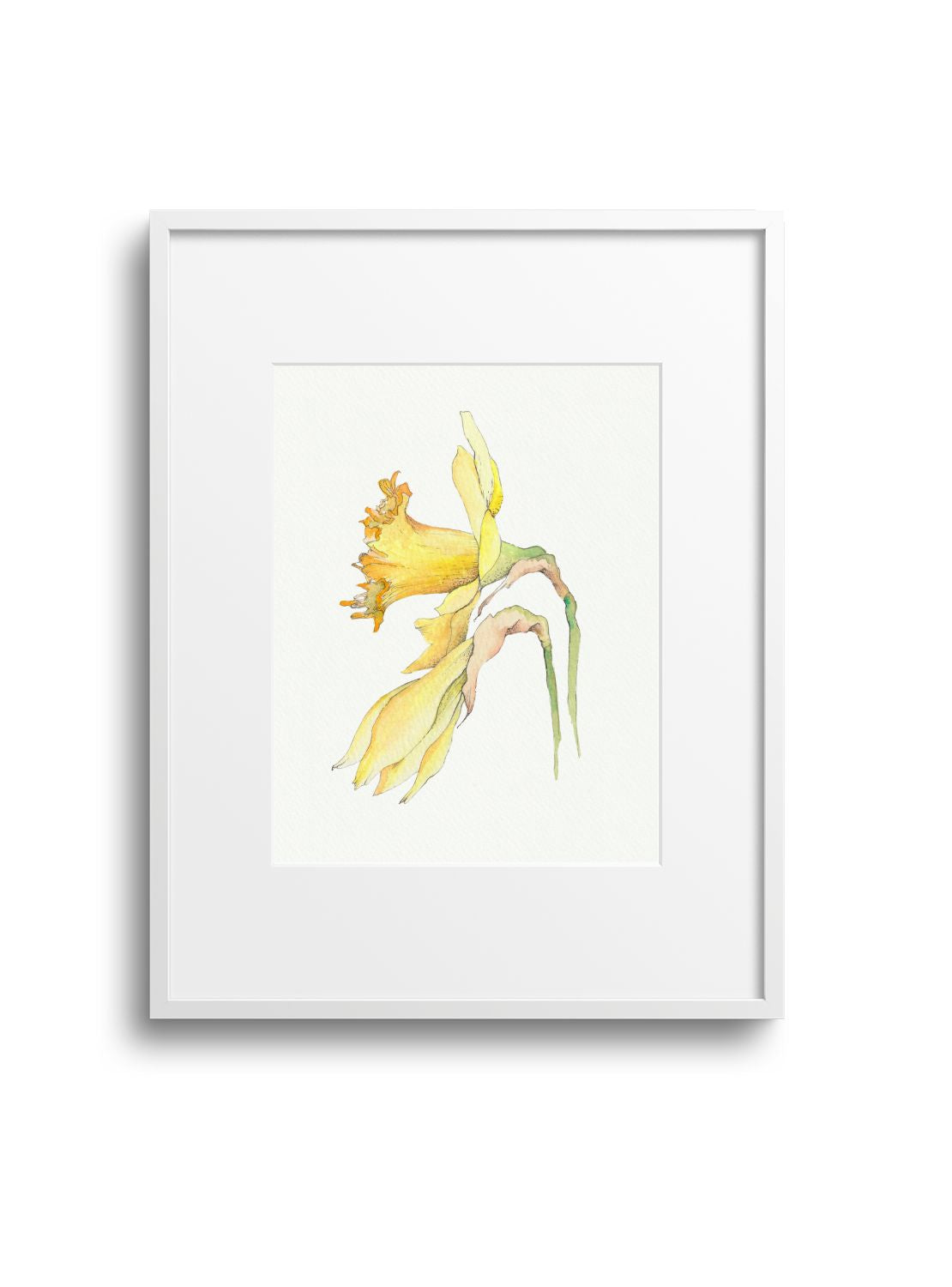 Daffodil No.2 Giclee Print
