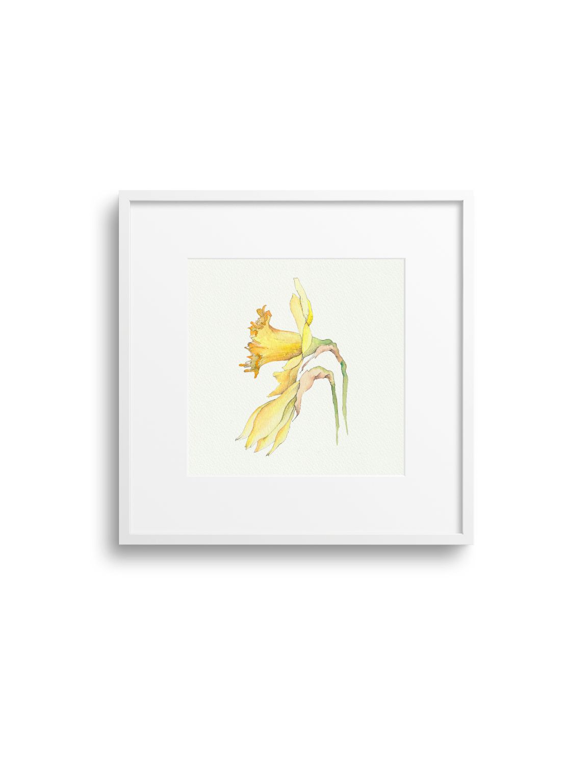 Daffodil No.2 Giclee Print