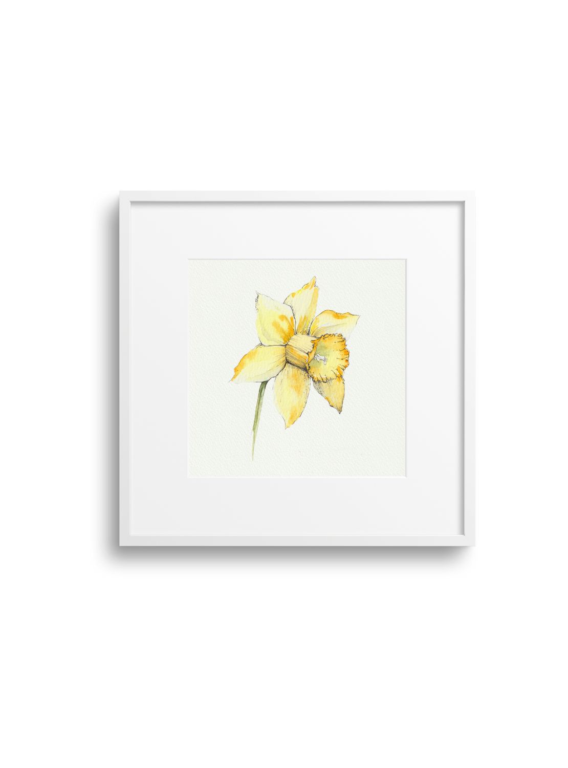 Daffodil No.1 Giclee Print