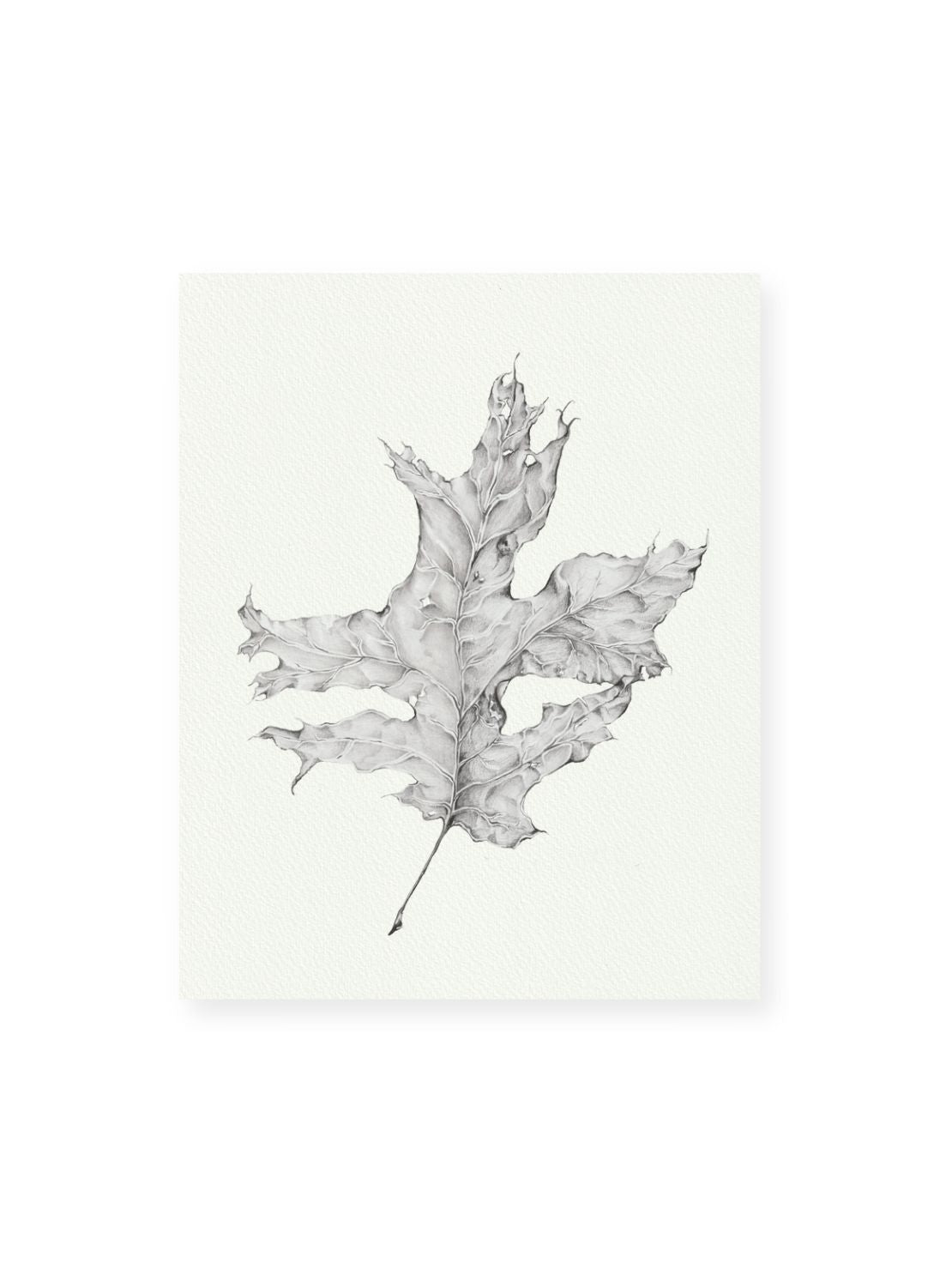Graphite Leaf No.2 Giclee Print