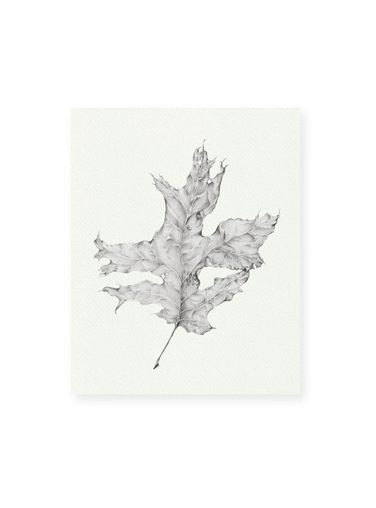 Graphite Leaf No.2 Giclee Print