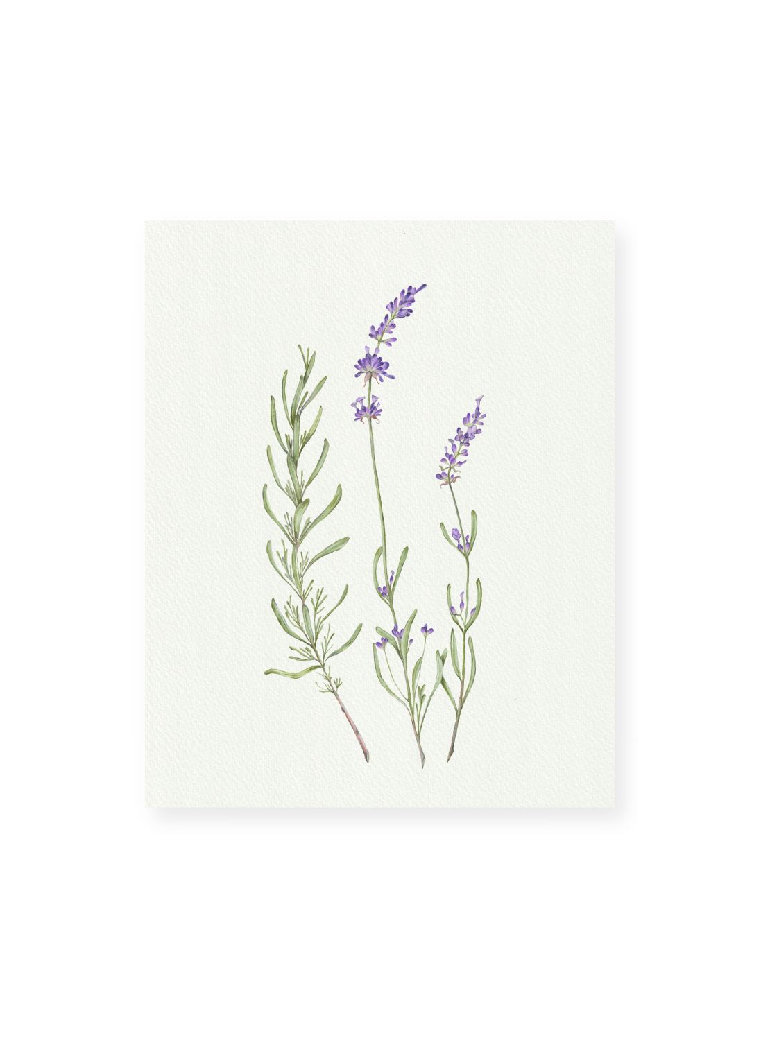 Lavender Giclee Print