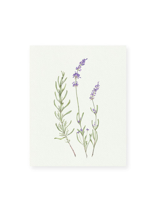 Lavender Giclee Print