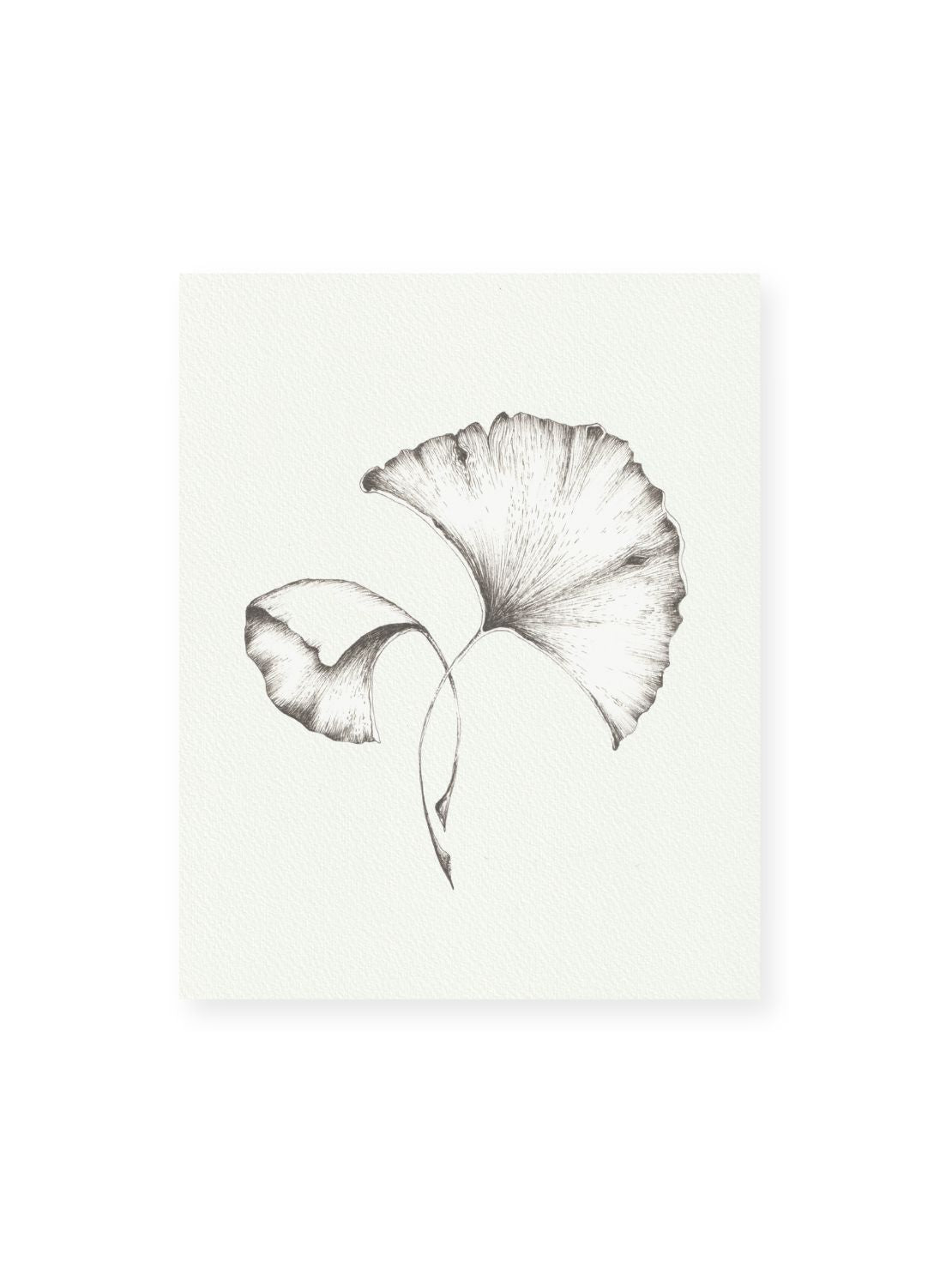 Gingko No.2 Giclee Print