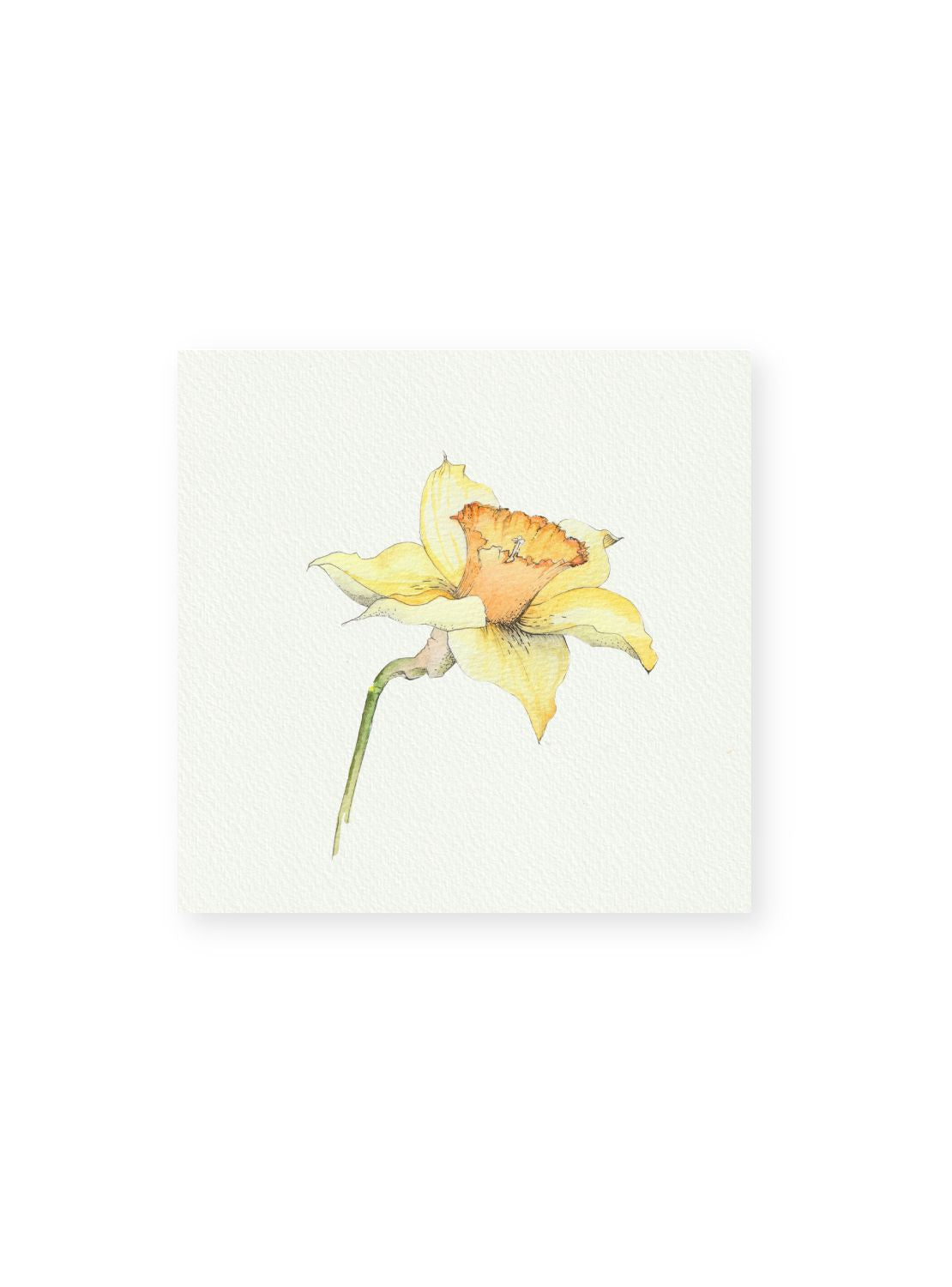 Daffodil No.3 Giclee Print