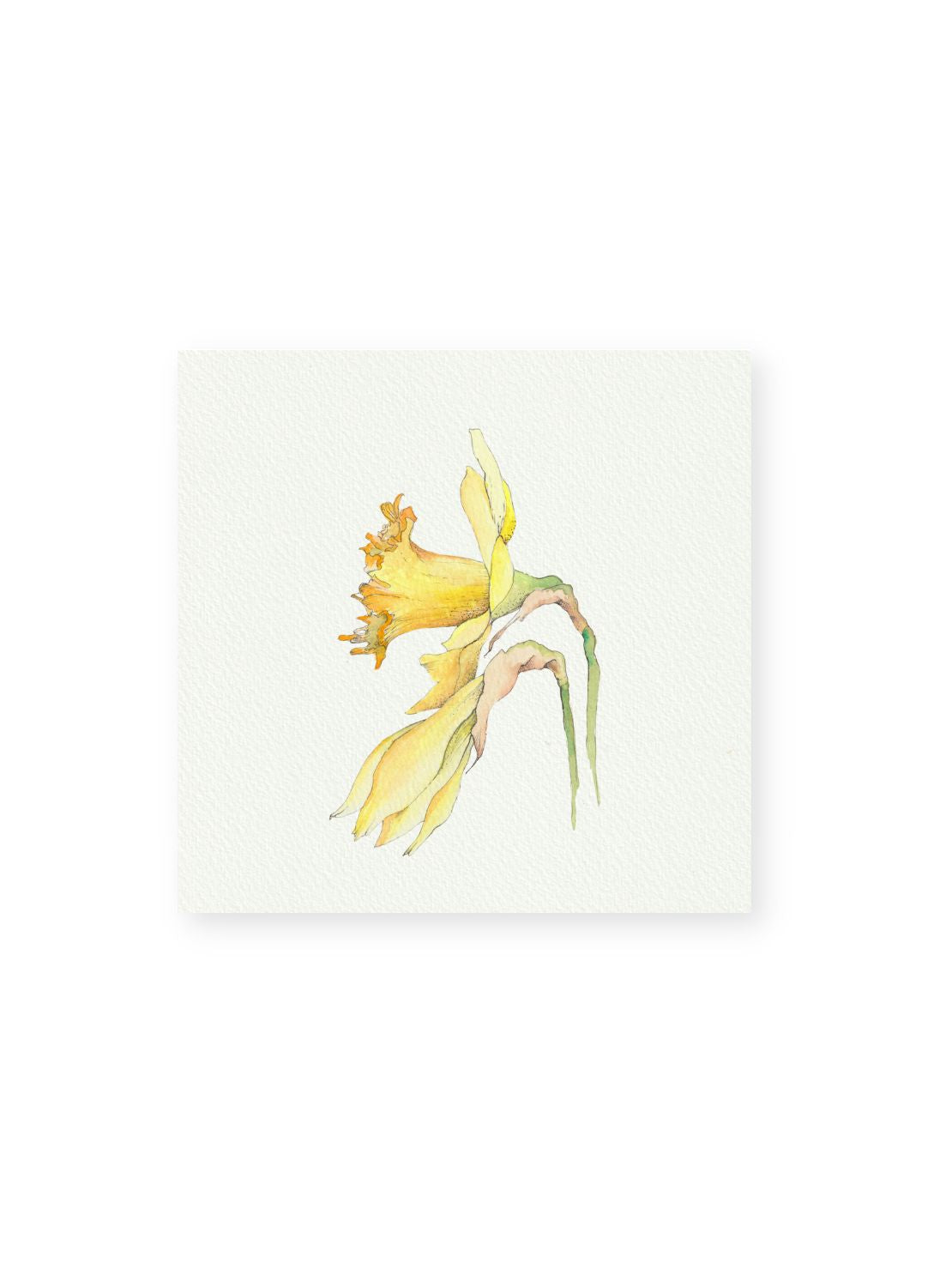 Daffodil No.2 Giclee Print