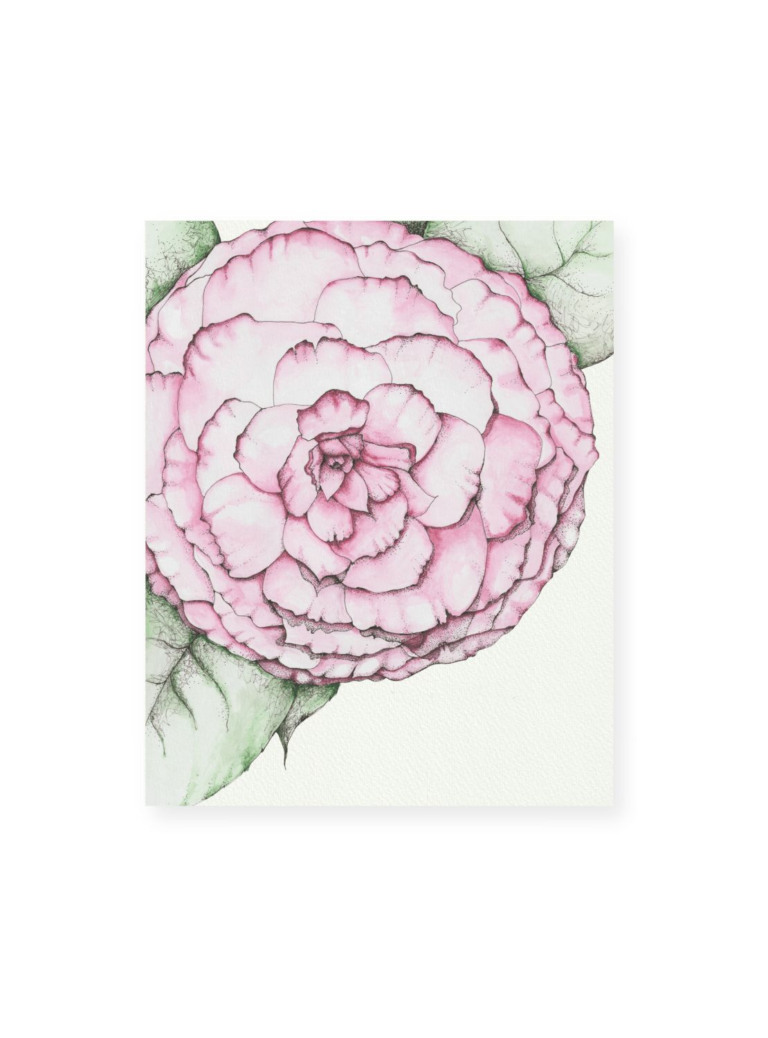 Camellia No.2 Giclee Print
