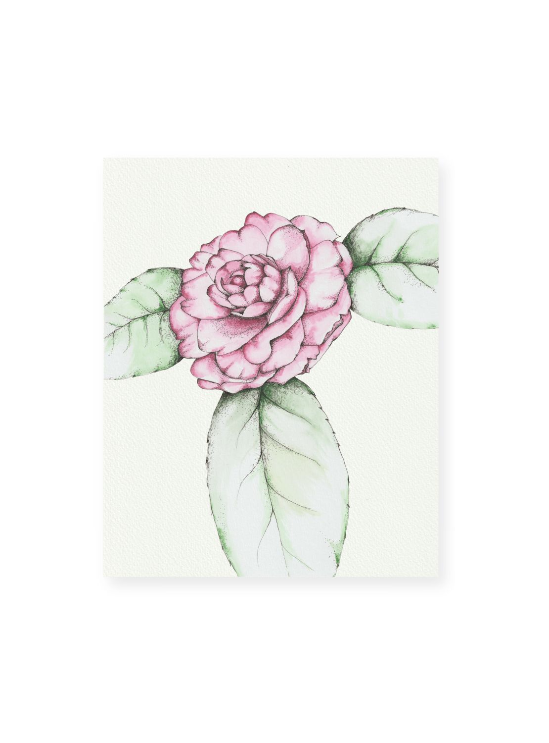 Camellia No.1 Giclee Print