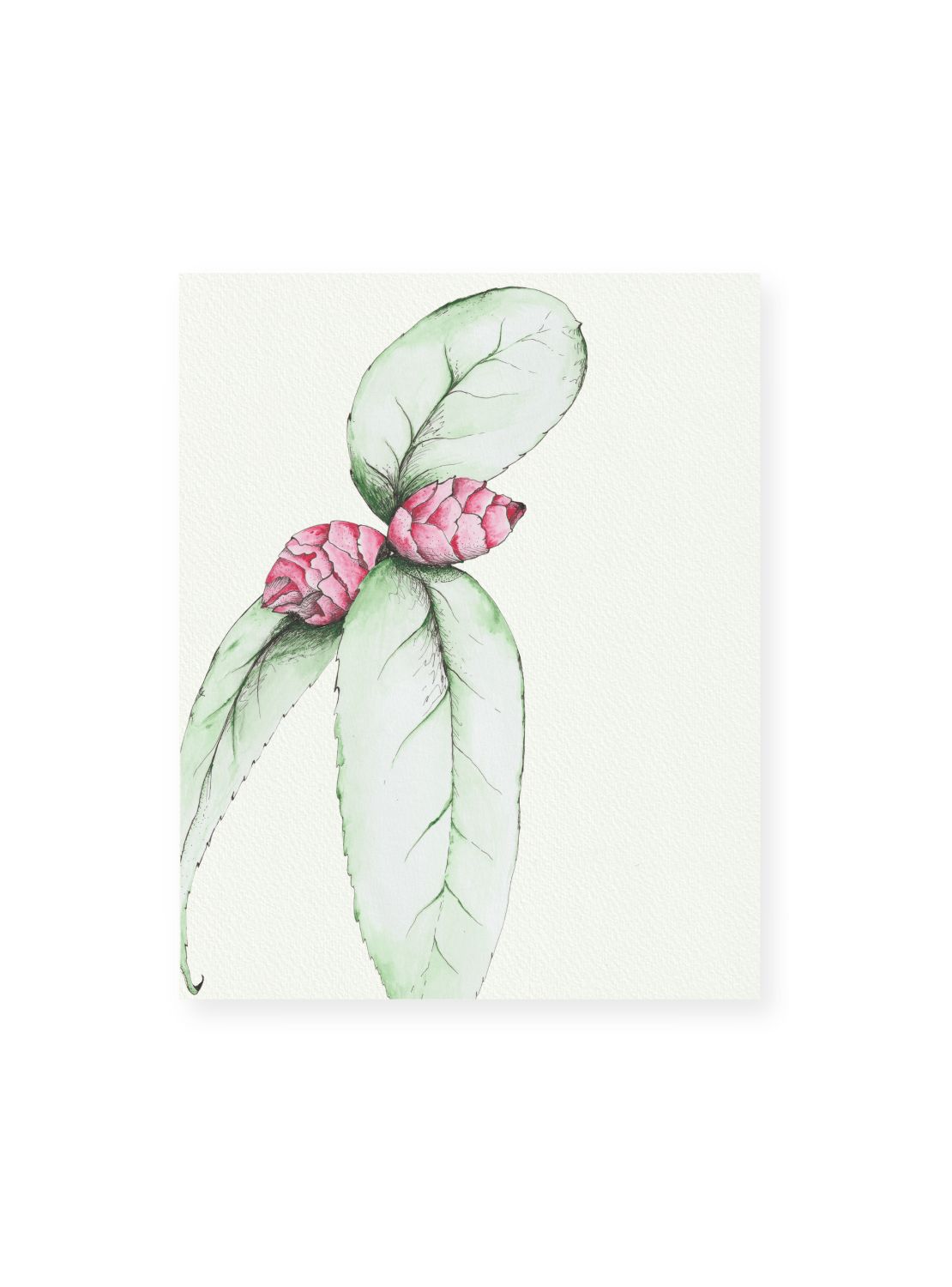 Camellia No.3 Giclee Print