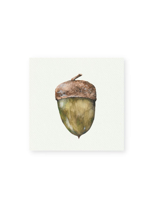 Acorn Giclee Print
